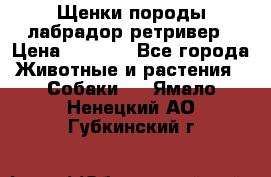 Щенки породы лабрадор ретривер › Цена ­ 8 000 - Все города Животные и растения » Собаки   . Ямало-Ненецкий АО,Губкинский г.